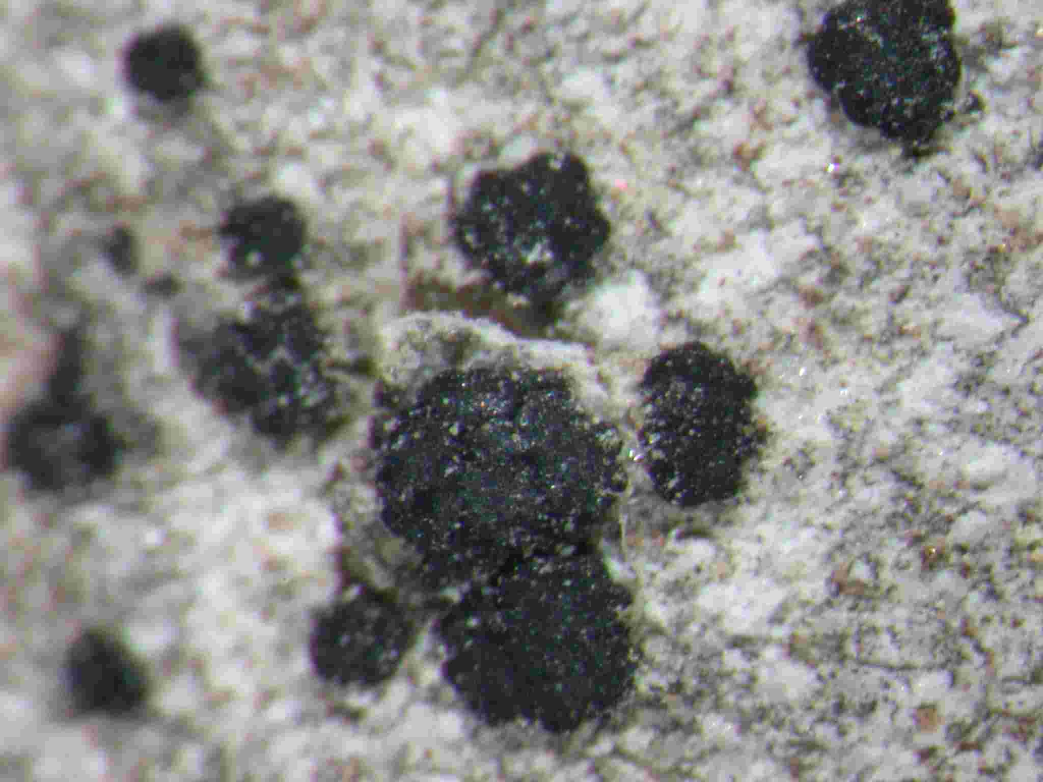 [Porpidia crustulata]